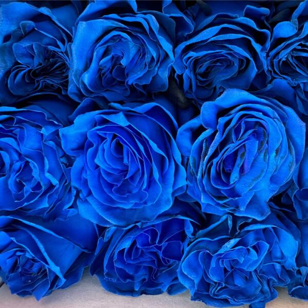 Rosa blue mondial - immagine 3