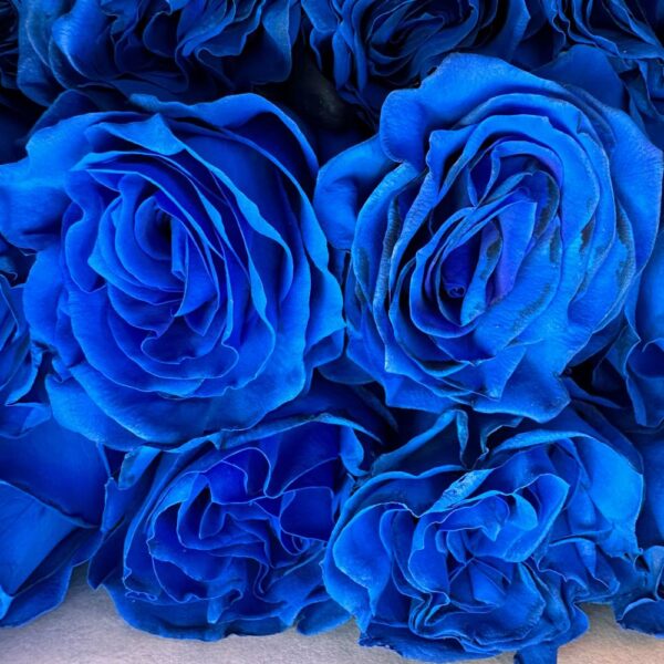 Rosa blue mondial - immagine 2