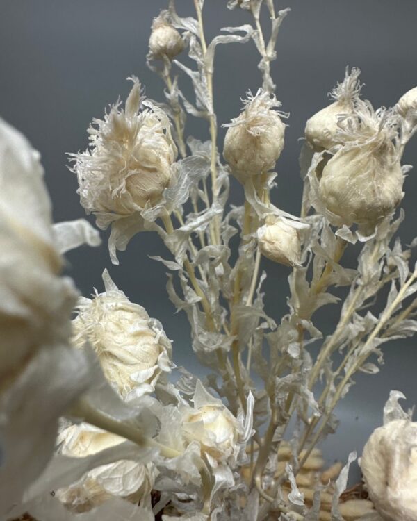 Carthamus bianco - immagine 3