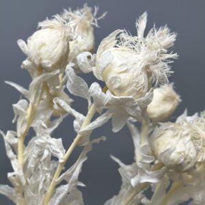 Carthamus bianco