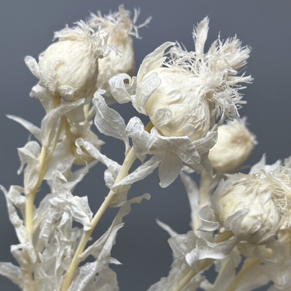 Carthamus bianco