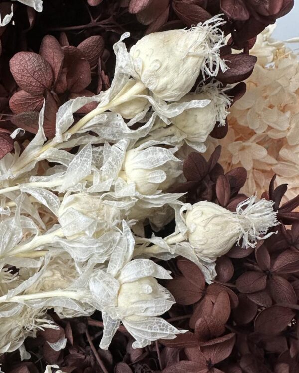 Carthamus bianco - immagine 4
