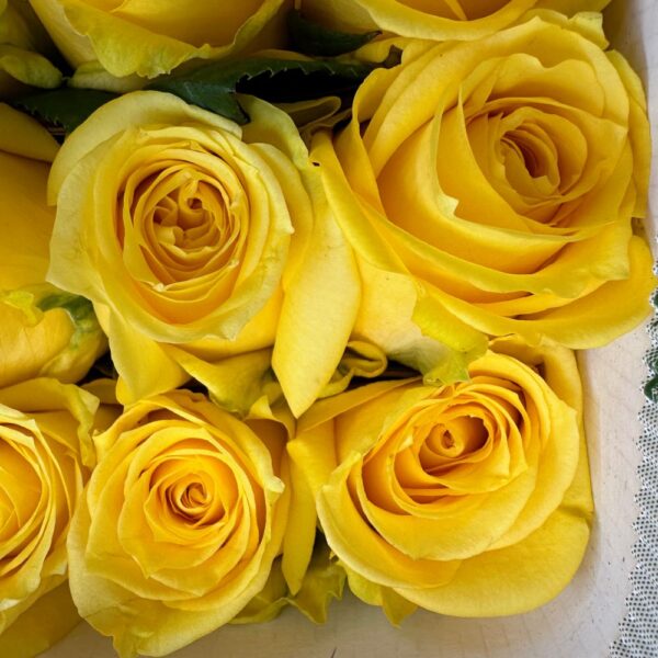 Rosa country sun