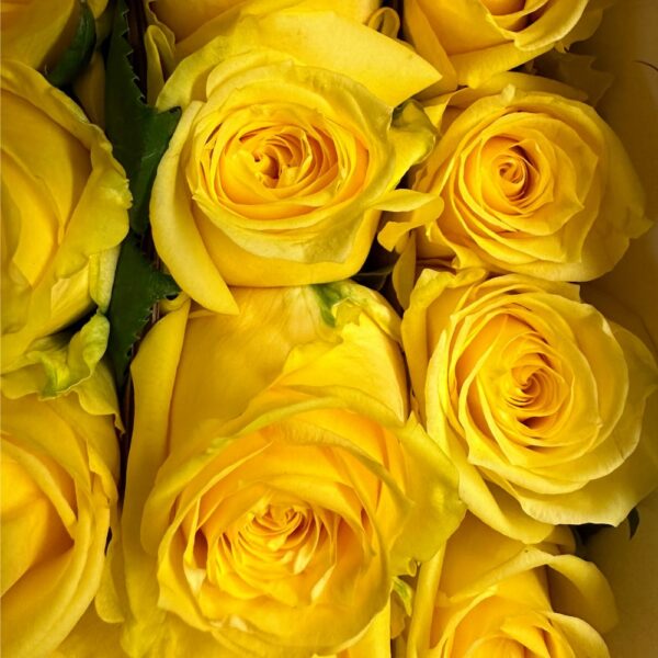 Rosa country sun - immagine 4