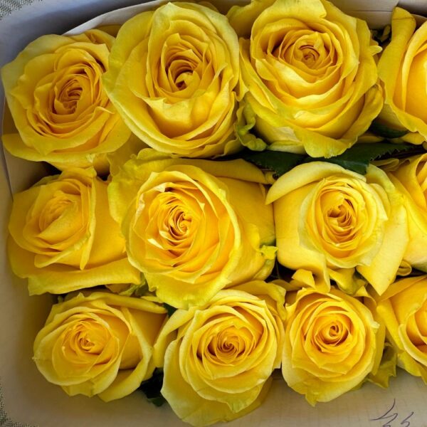 Rosa country sun - immagine 3