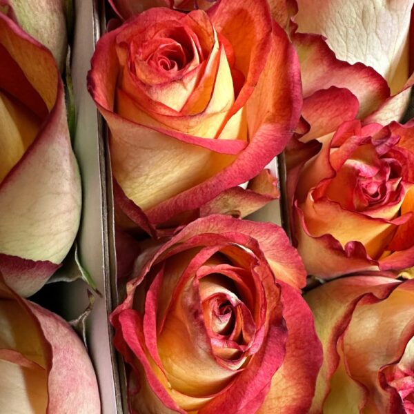 Rosa flame iguazu - immagine 4