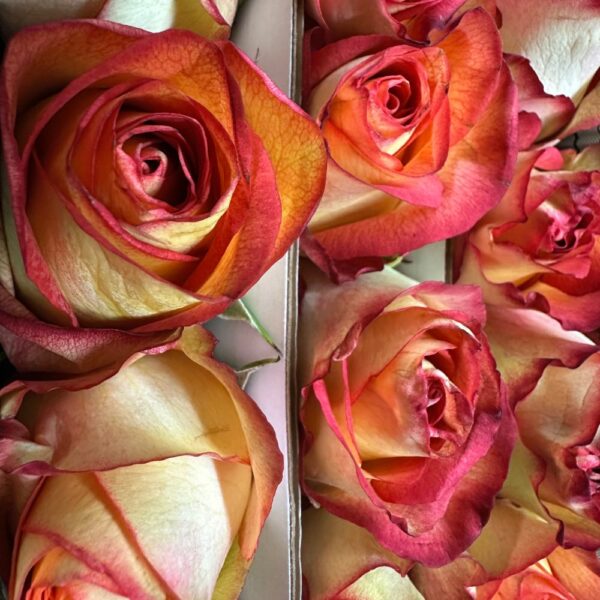 Rosa flame iguazu - immagine 3