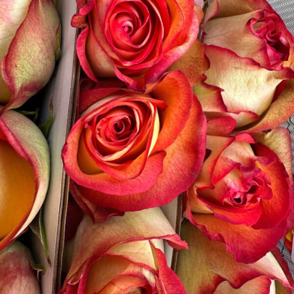 Rosa flame iguazu - immagine 2