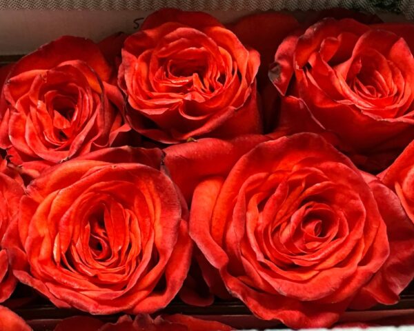Rosa high orange magic - immagine 2
