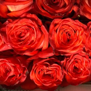 Rosa high orange magic