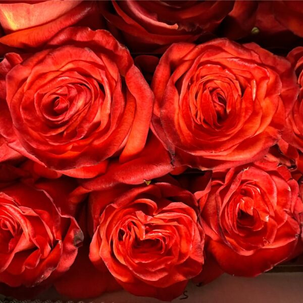 Rosa high orange magic - immagine 3