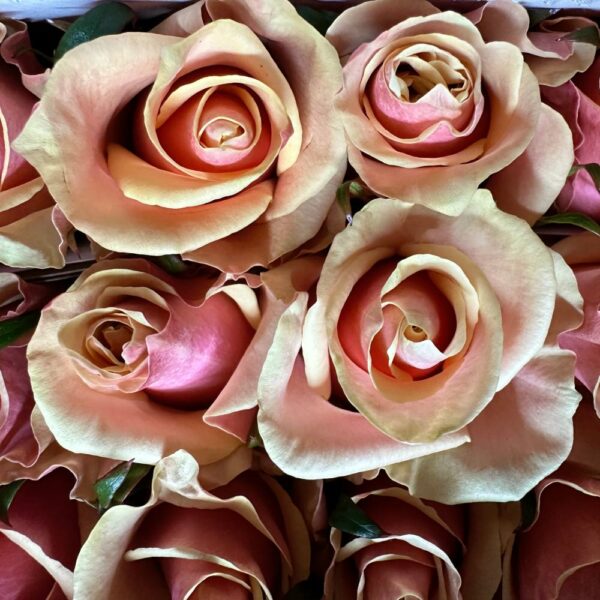 Rosa pink amaretto - immagine 3