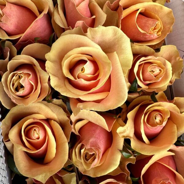 Rosa pink amaretto - immagine 2