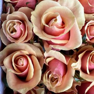 Rosa pink amaretto