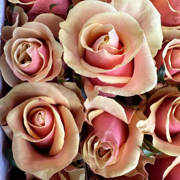 Rosa pink amaretto