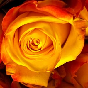 Rosa intense