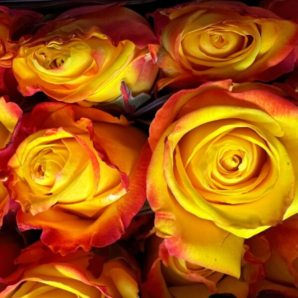 Rosa intense - immagine 2