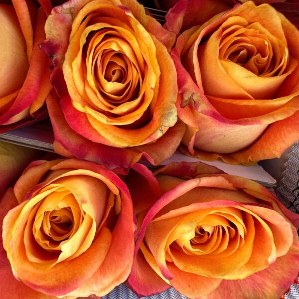 Rosa intense - immagine 3