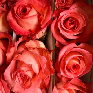 Rosa imagination