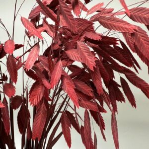 Latifolium bordeaux