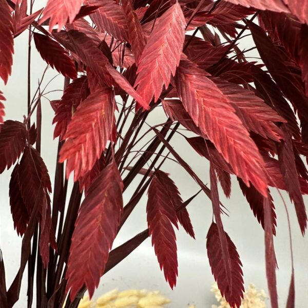 Latifolium bordeaux - immagine 2