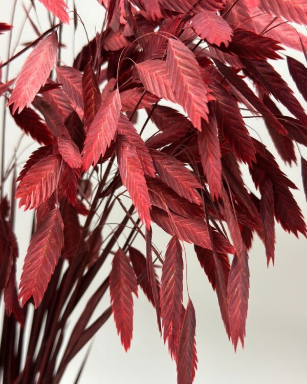 Latifolium bordeaux - immagine 3