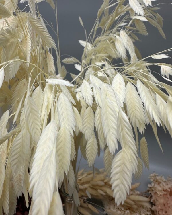 Latifolium bianco - immagine 4