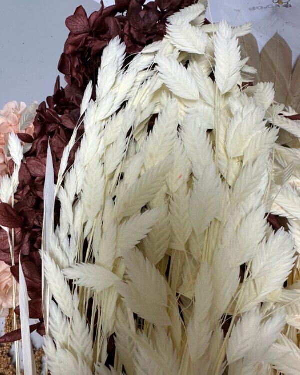 Latifolium bianco - immagine 2