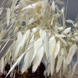 Latifolium bianco