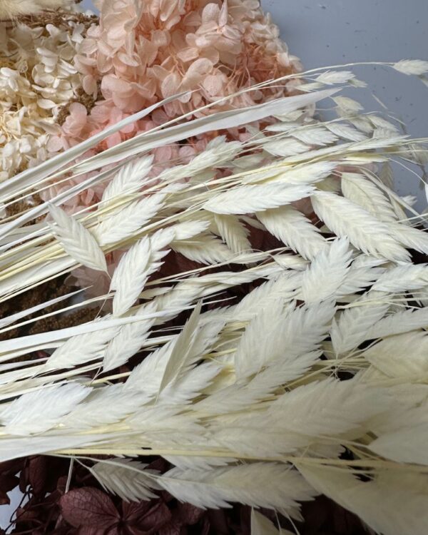 Latifolium bianco - immagine 3