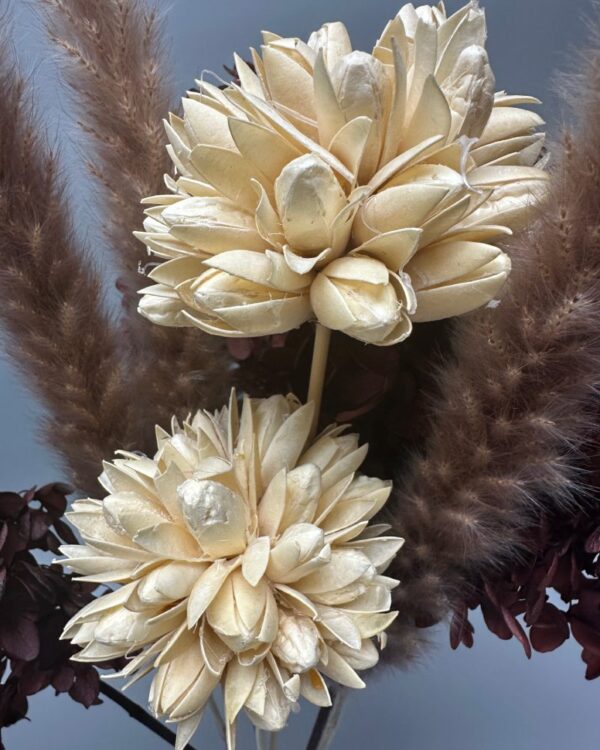 Magnolia bianca - immagine 3