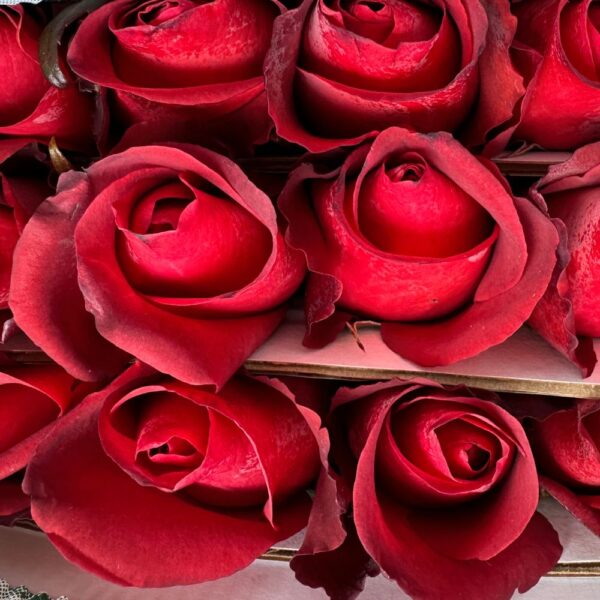 Rosa matilda