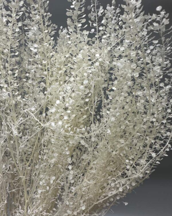 Lunaria mini bianca - immagine 4