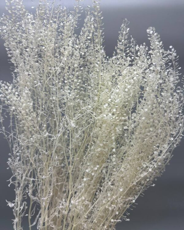 Lunaria mini bianca - immagine 2