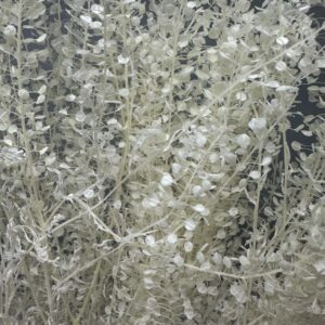 Lunaria mini bianca