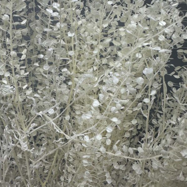 Lunaria mini bianca