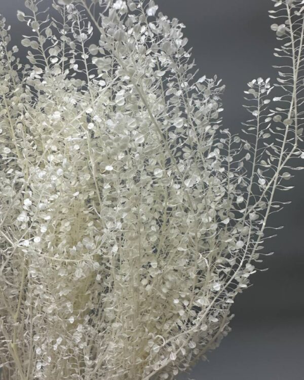 Lunaria mini bianca - immagine 3