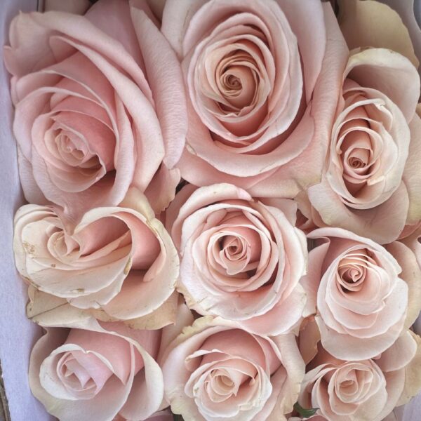 Rosa mother of pearl - immagine 2