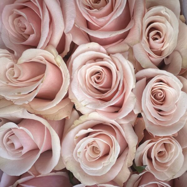 Rosa mother of pearl