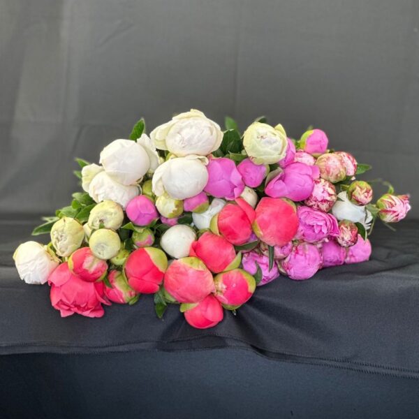 Peonie