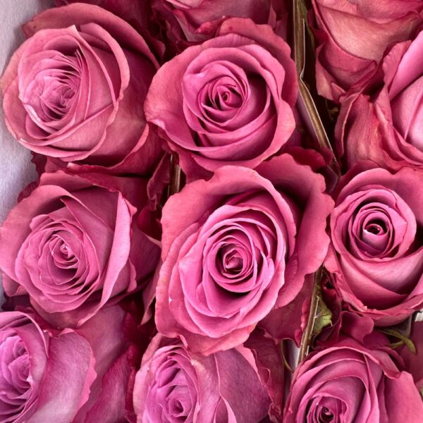 Rosa piacere - immagine 3
