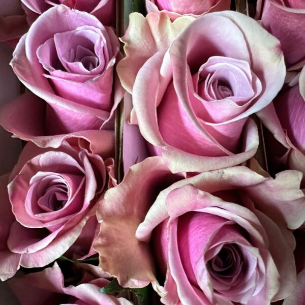 Rosa prime time - immagine 2
