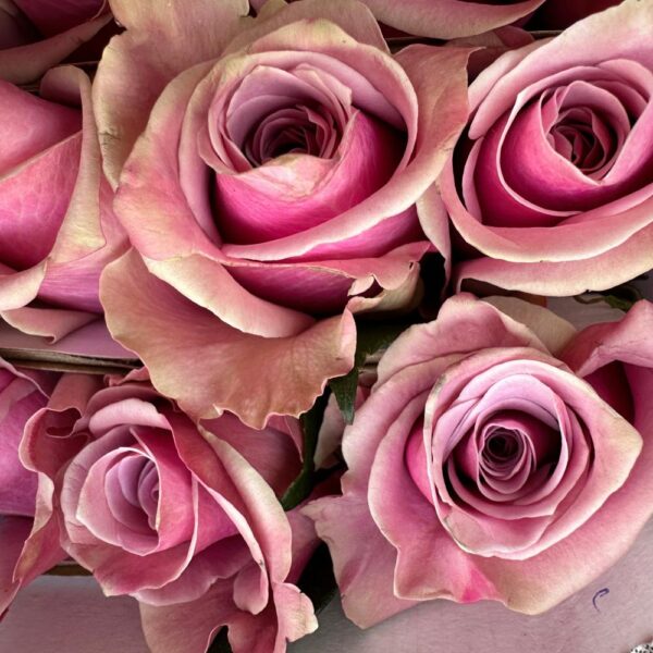 Rosa prime time - immagine 3