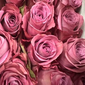 Rosa piacere