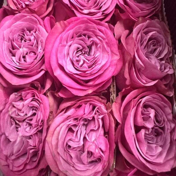Rosa queen's crown