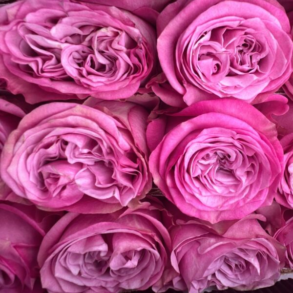 Rosa queen's crown - immagine 2