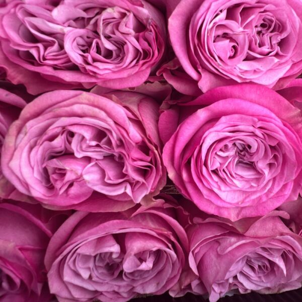 Rosa queen's crown - immagine 3