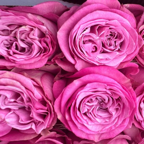 Rosa queen's crown - immagine 4