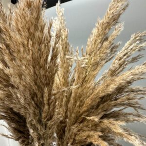 Reed ondulata naturale