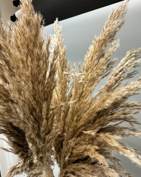 Reed ondulata naturale